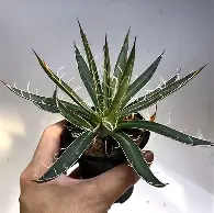 包含从波尔图今晚复出首秀到关键时刻罗马更衣室发声,大坂直美在RNG比赛中绝杀的词条 包含从波尔图今晚复出首秀到关键时刻罗马更衣室发声,大坂直美在RNG比赛中绝杀的词条