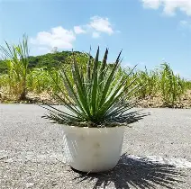 包含从波尔图今晚复出首秀到关键时刻罗马更衣室发声,大坂直美在RNG比赛中绝杀的词条 包含从波尔图今晚复出首秀到关键时刻罗马更衣室发声,大坂直美在RNG比赛中绝杀的词条